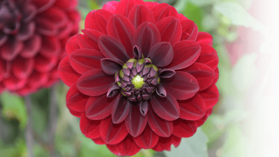 Ein neues Gartenjahr voller Möglichkeiten – Herzlich willkommen 2026!